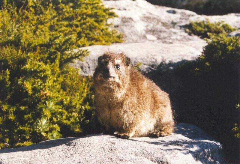 Rock Hyrax (Procavia capensis) {!--바위너구리-->; DISPLAY FULL IMAGE.