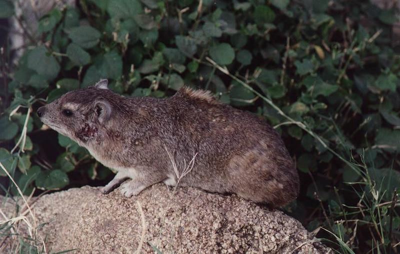 Rock Hyrax (Procavia capensis) {!--바위너구리-->; DISPLAY FULL IMAGE.