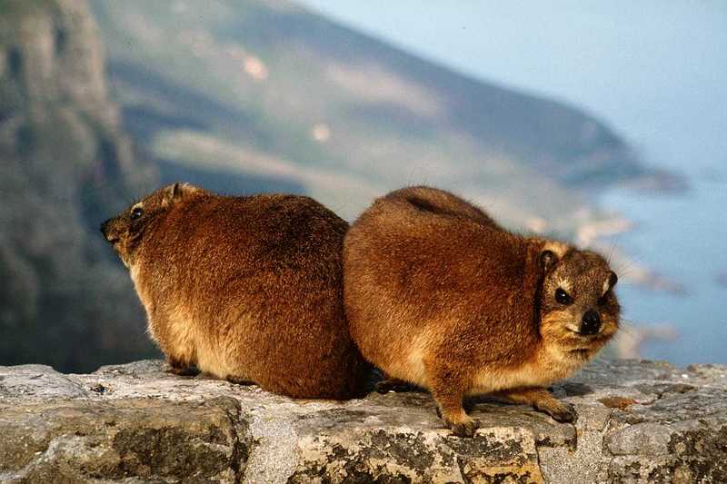 Rock Hyrax (Procavia capensis) {!--바위너구리-->; DISPLAY FULL IMAGE.