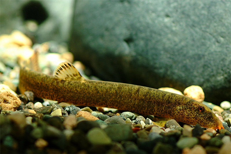 새코미꾸리 (White-nosed Loach); DISPLAY FULL IMAGE.