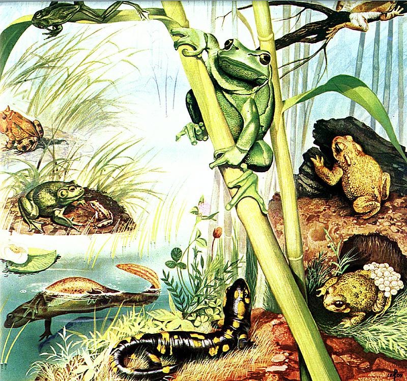 Salamander, Newt, Frogs; DISPLAY FULL IMAGE.