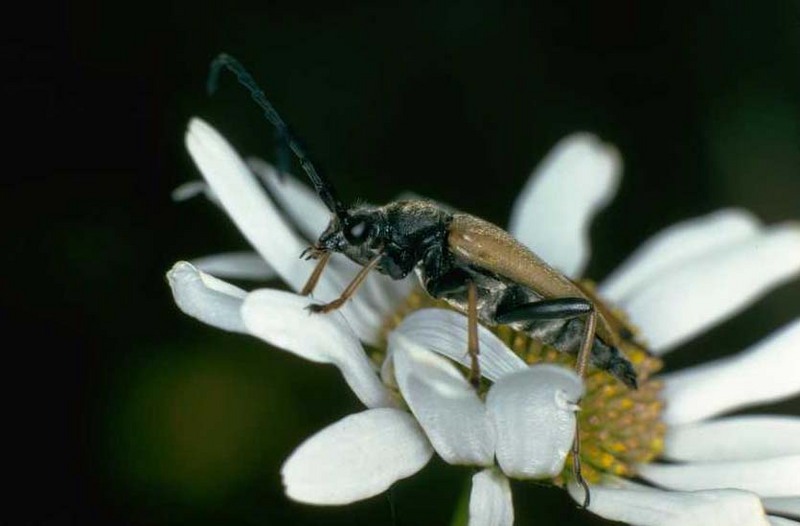 Longicorn Beetle {!--하늘소종류-->; DISPLAY FULL IMAGE.