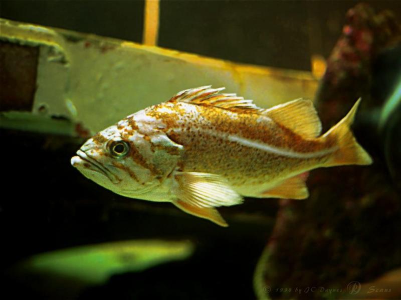 Canary Rockfish (Sebastes pinniger) {!--오렌지볼락-->; DISPLAY FULL IMAGE.