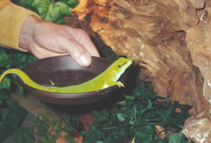 Giant Madagascar Day Gecko (Phelsuma madagascariensis) {!--마다가스카르초록도마뱀붙이-->; DISPLAY FULL IMAGE.