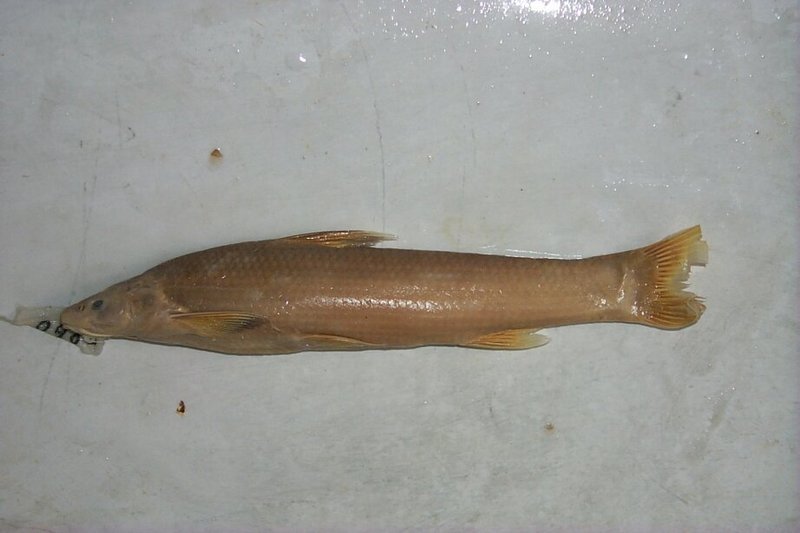 게톱치 Coreius heterodon; DISPLAY FULL IMAGE.