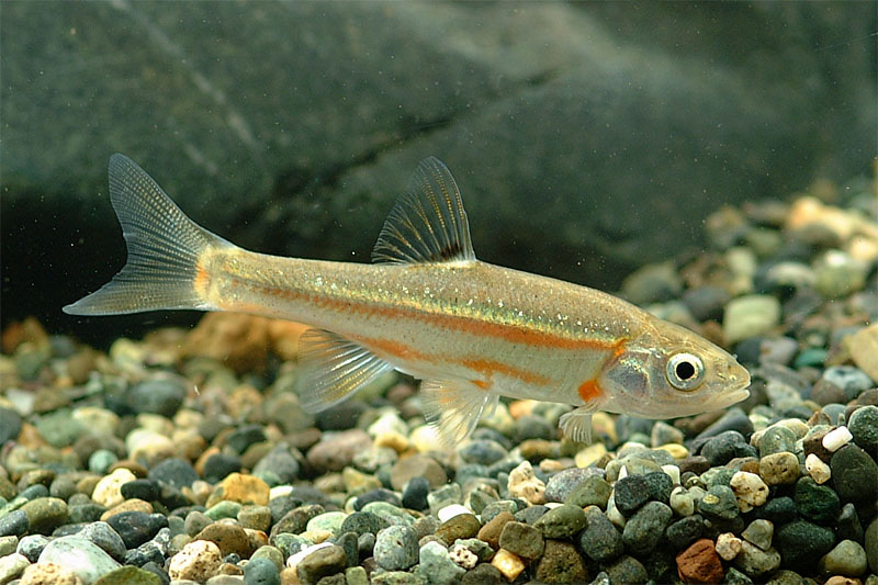 금강모치 Rhynchocypris kumgangensis (Kumgang Minnow); DISPLAY FULL IMAGE.