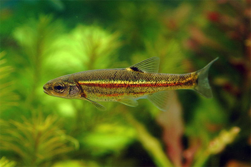 금강모치 Rhynchocypris kumgangensis (Kumgang Minnow); DISPLAY FULL IMAGE.