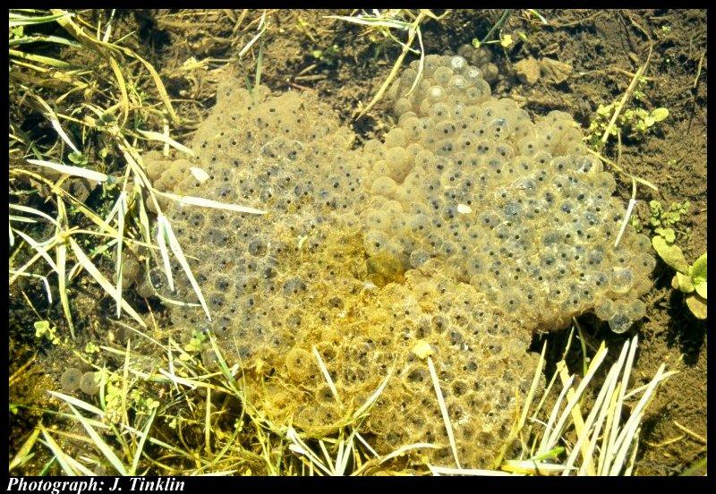 Frog eggs {!--개구리 알-->; DISPLAY FULL IMAGE.