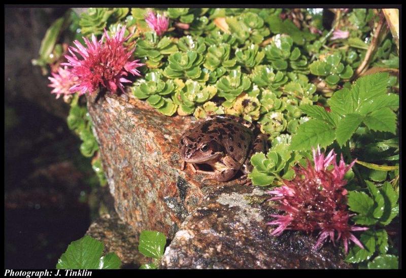 Frog {!--개구리-->; DISPLAY FULL IMAGE.