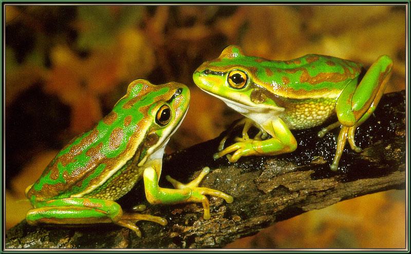 Green and Golden Bell Frog (Litoria aurea) {!--초록황금종개구리(호주)-->; DISPLAY FULL IMAGE.