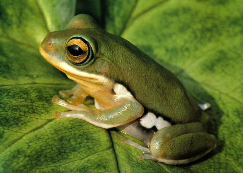 Chinese Whipping Frog (Polypedates chenfui) {!--중국날개구리-->; DISPLAY FULL IMAGE.
