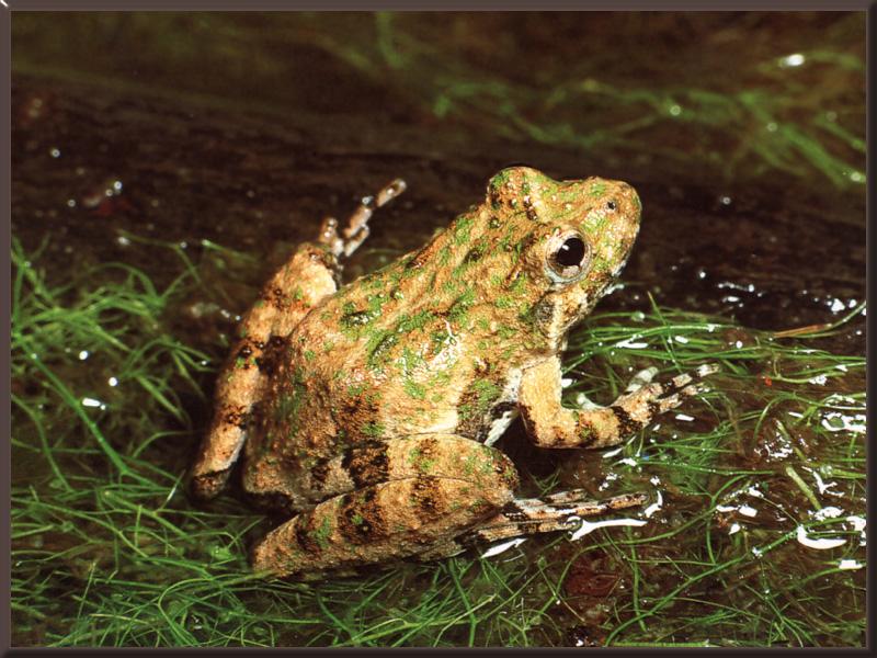 Northern Cricket Frog (Acris crepitans) {!--귀뚜라미개구리(미국)-->; DISPLAY FULL IMAGE.
