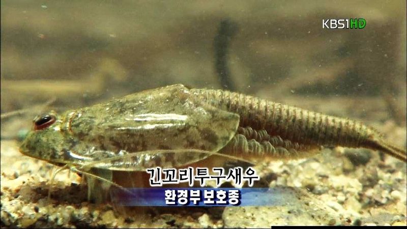 긴꼬리투구새우 Triops longicaudatus (Tadpole Shrimp, Dinosaur Shrimp); DISPLAY FULL IMAGE.