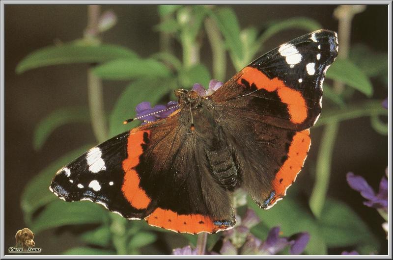 Red Admiral (Vanessa atalanta) {!--붉은까불나비-->; DISPLAY FULL IMAGE.