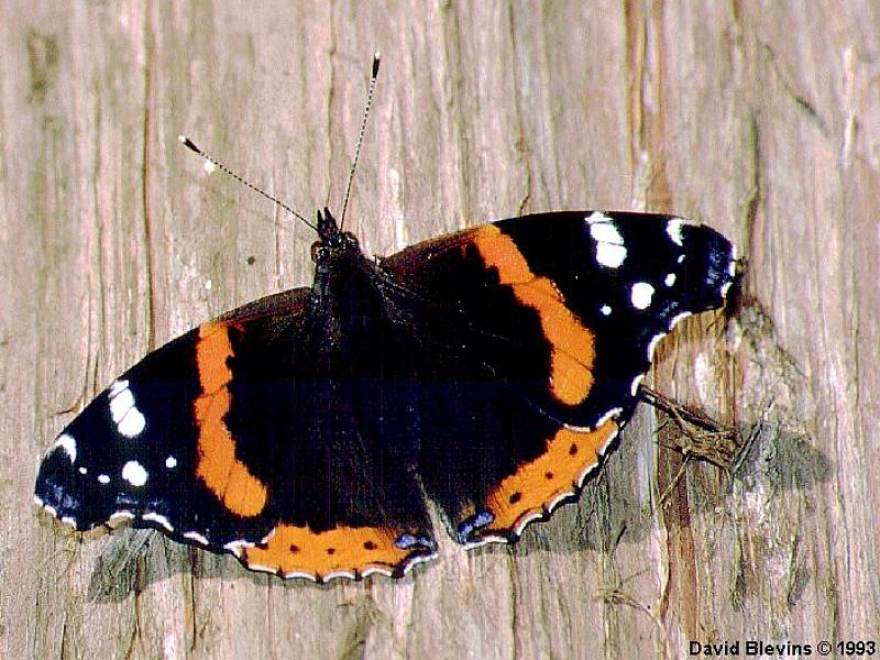 Red Admiral (Vanessa atalanta) {!--붉은까불나비-->; DISPLAY FULL IMAGE.