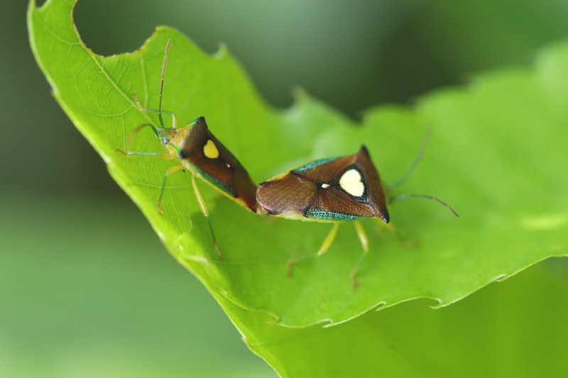 에사키뿔노린재 Sastragala esakii (Heart Bug); DISPLAY FULL IMAGE.