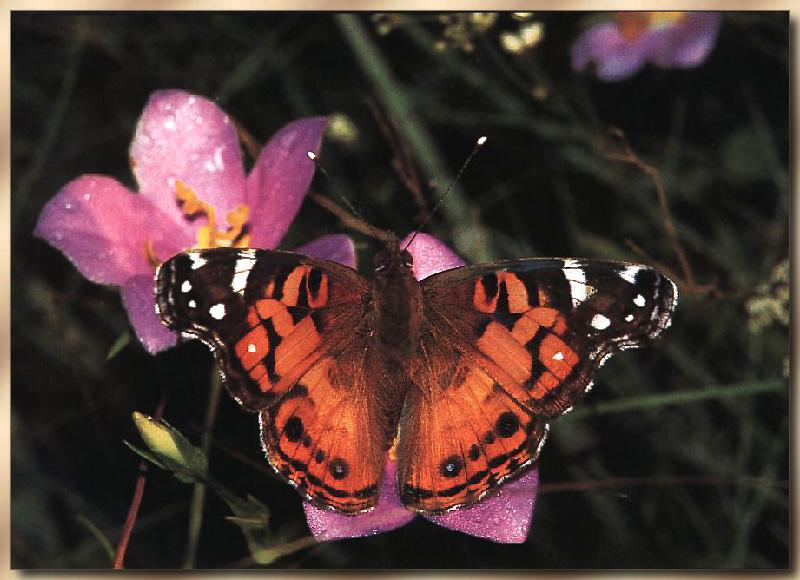 American Painted Lady (Vanessa virginiensis) {!--미국멋쟁이나비-->; DISPLAY FULL IMAGE.