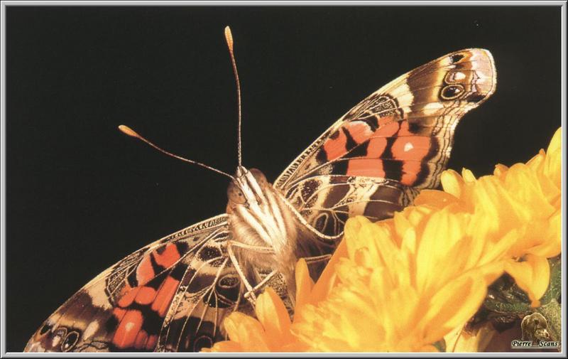 American Painted Lady (Vanessa virginiensis) {!--미국멋쟁이나비-->; DISPLAY FULL IMAGE.