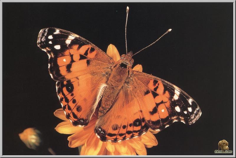 American Painted Lady (Vanessa virginiensis) {!--미국멋쟁이나비-->; DISPLAY FULL IMAGE.