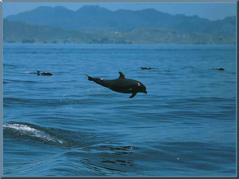 Bottlenose Dolphin (Tursiops truncatus) {!--큰돌고래(병코돌고래)-->; DISPLAY FULL IMAGE.