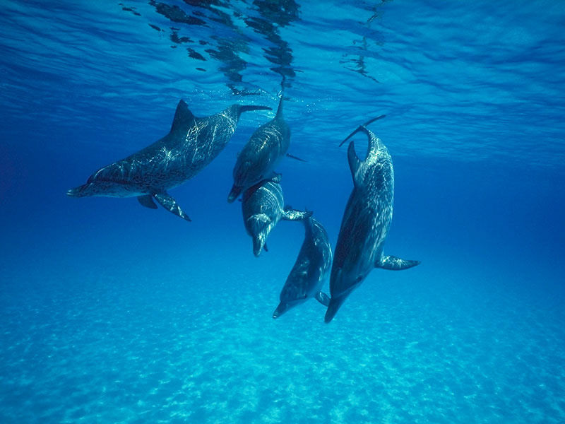 Bottlenose Dolphin (Tursiops truncatus) {!--큰돌고래(병코돌고래)-->; DISPLAY FULL IMAGE.