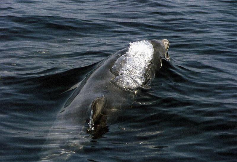 Bottlenose Dolphin (Tursiops truncatus) {!--큰돌고래(병코돌고래)-->; DISPLAY FULL IMAGE.