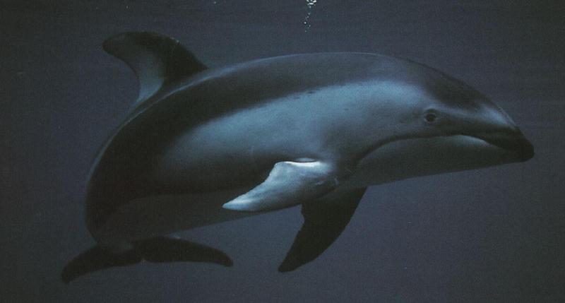 Pacific White-Sided Dolphin (Lagenorhynchus obliquidens) {!--낫돌고래-->; DISPLAY FULL IMAGE.