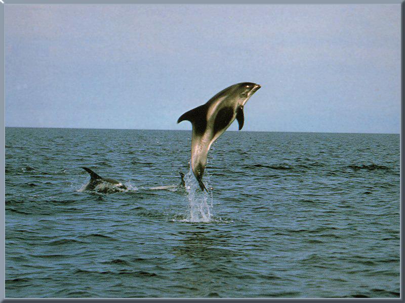 White-breasted Dolphin (specied unidentified); DISPLAY FULL IMAGE.
