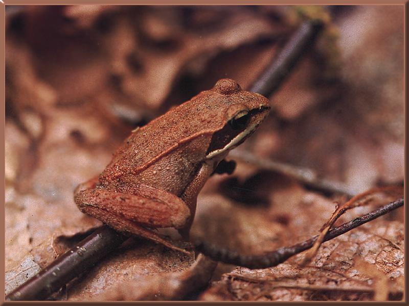 Wood Frog (Rana sylvatica) {!--송장개구리-->; DISPLAY FULL IMAGE.