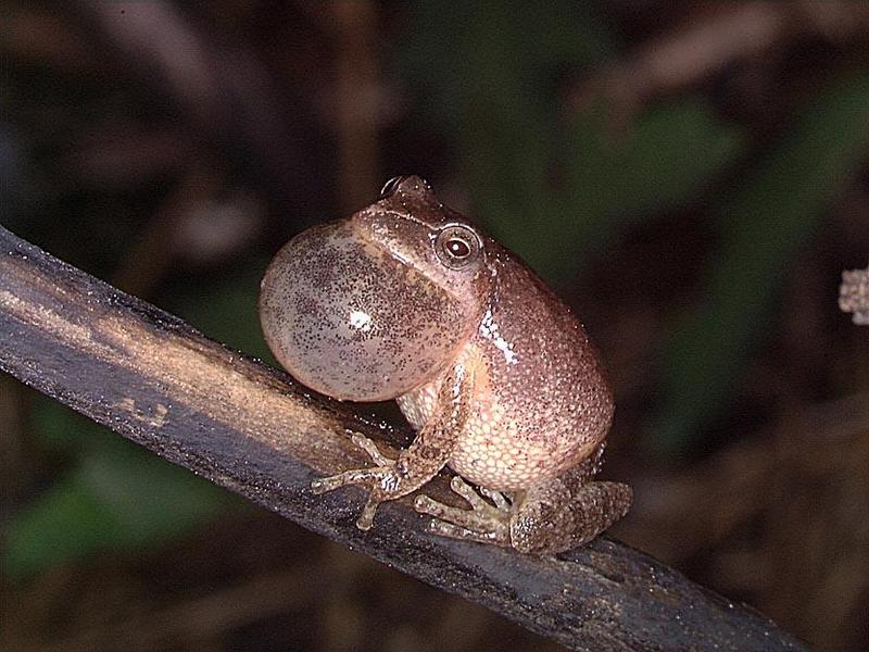 Spring Peeper (Pseudacris crucifer) {!--미국봄청개구리-->; DISPLAY FULL IMAGE.