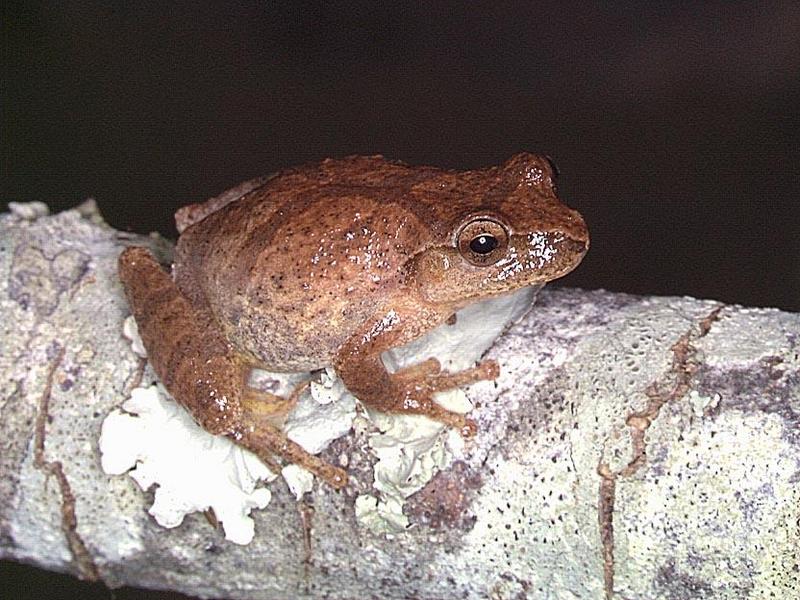 Spring Peeper (Pseudacris crucifer) {!--미국봄청개구리-->; DISPLAY FULL IMAGE.