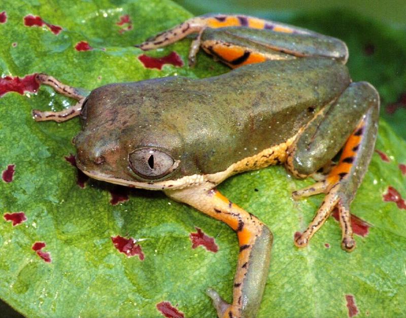 Orange Legged Monkey Frog (Phyllomedusa hypochondrialis) {!--브라질원숭이개구리-->; DISPLAY FULL IMAGE.