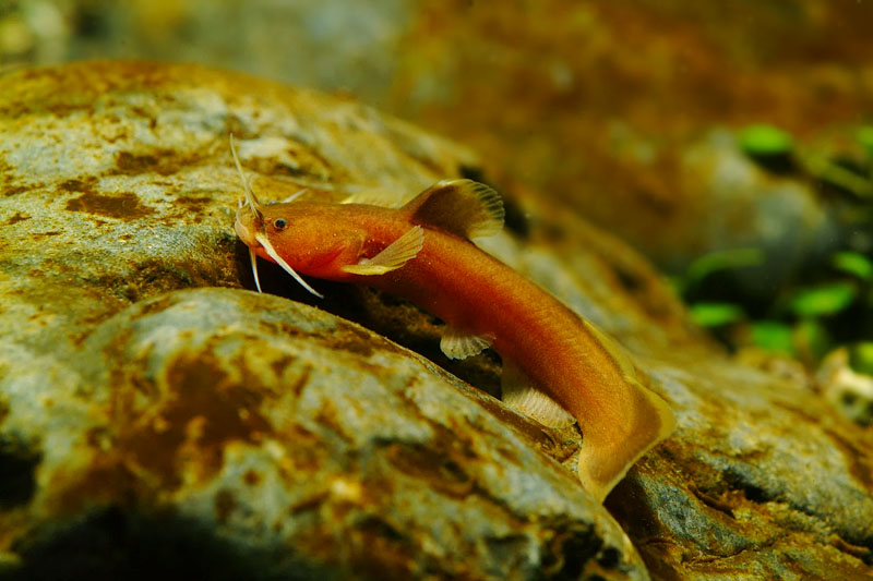 퉁사리 Liobagrus obesus (Bull-head Torrent Catfish); DISPLAY FULL IMAGE.