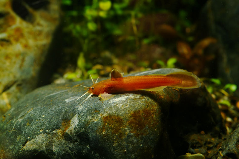 퉁사리 Liobagrus obesus (Bull-head Torrent Catfish); DISPLAY FULL IMAGE.