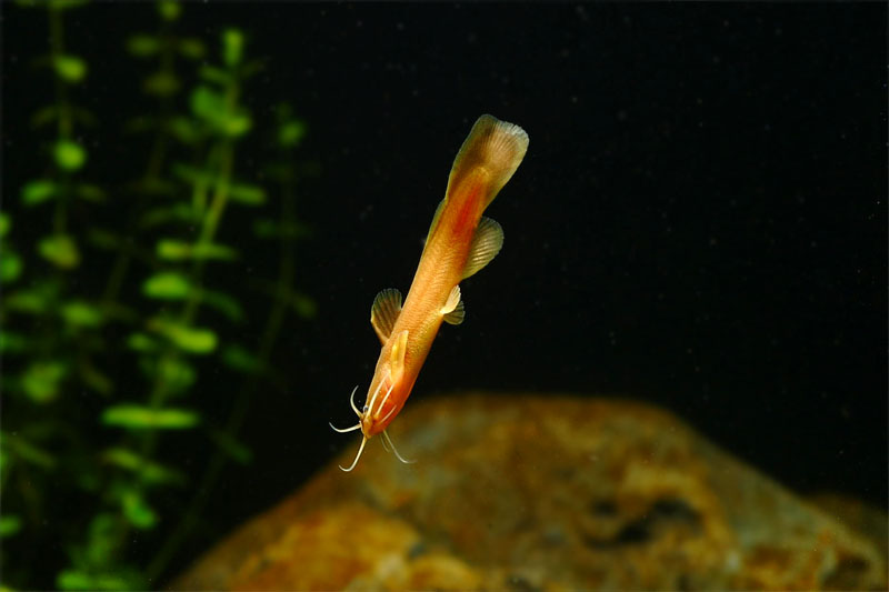 퉁사리 Liobagrus obesus (Bull-head Torrent Catfish); DISPLAY FULL IMAGE.