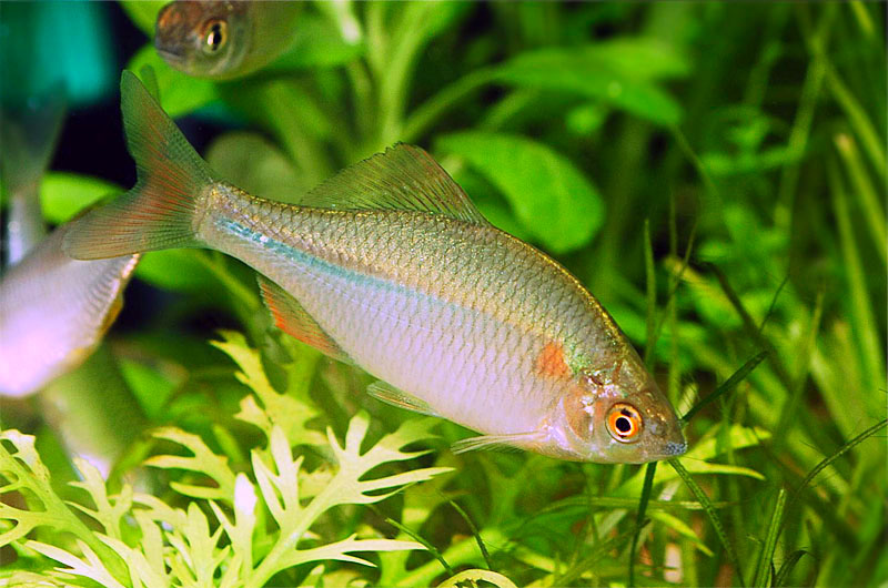 납지리 Acheilognathus rhombeus (Flat Bitterling); DISPLAY FULL IMAGE.