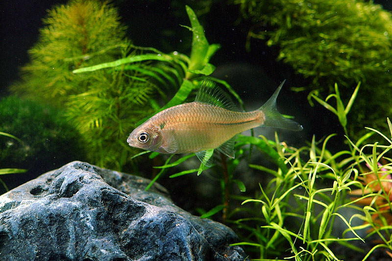 납지리 Acheilognathus rhombeus (Flat Bitterling); DISPLAY FULL IMAGE.