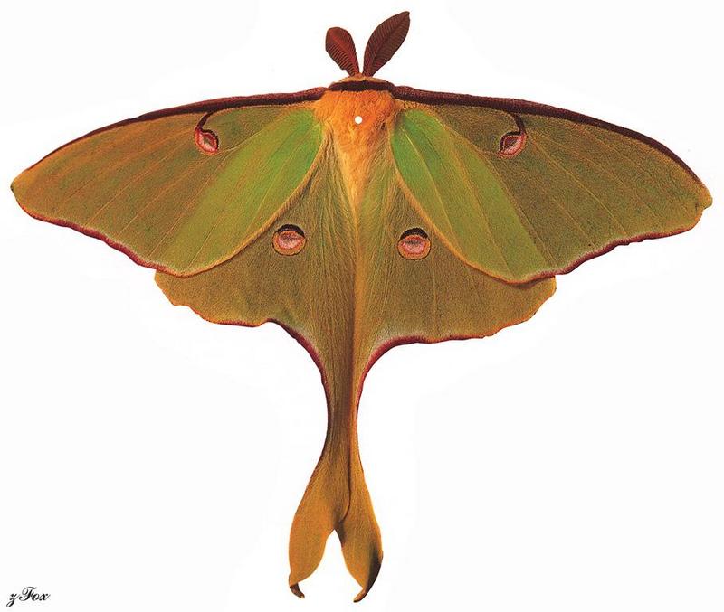 Luna Moth (Actias luna) {!--북미긴꼬리산누에나방-->; DISPLAY FULL IMAGE.