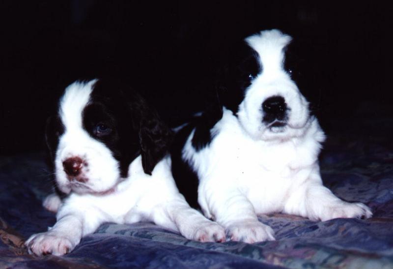 Dog - Springer Spaniel (Canis lupus familiaris); DISPLAY FULL IMAGE.