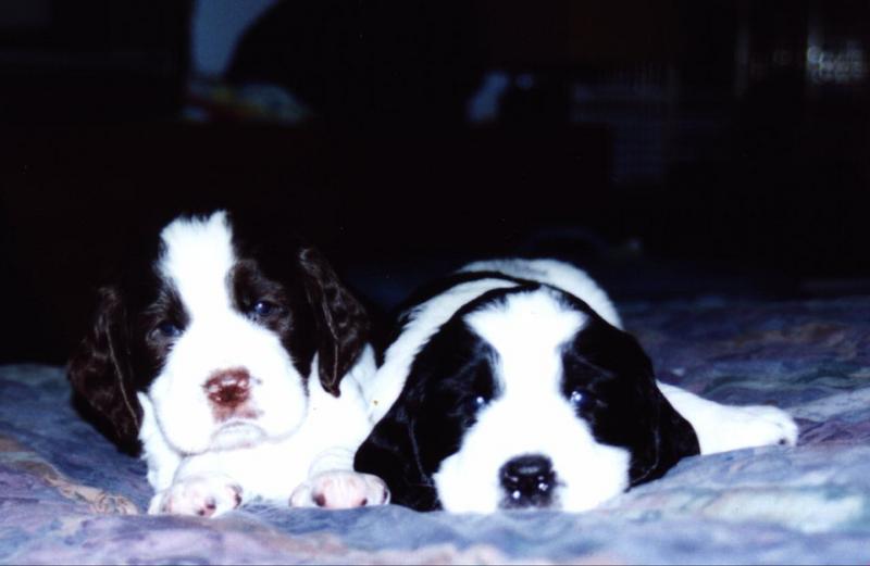 Dog - Springer Spaniel (Canis lupus familiaris); DISPLAY FULL IMAGE.