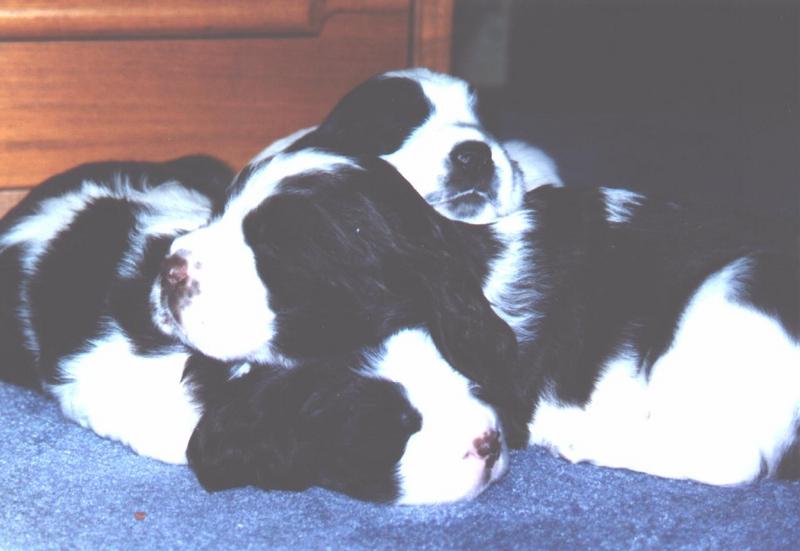 Dog - Springer Spaniel (Canis lupus familiaris); DISPLAY FULL IMAGE.