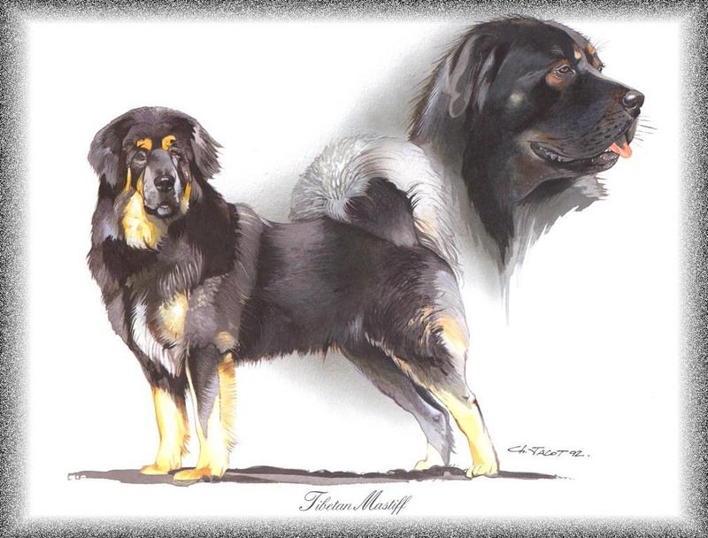 Dog - Tibetan Mastiff (Canis lupus familiaris); DISPLAY FULL IMAGE.