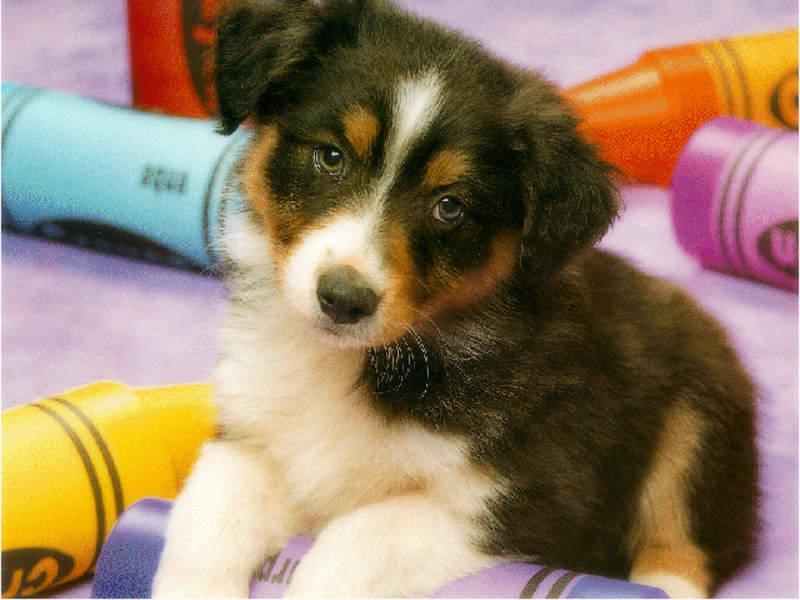 Dog - Australian Shepherd (Canis lupus familiaris); DISPLAY FULL IMAGE.