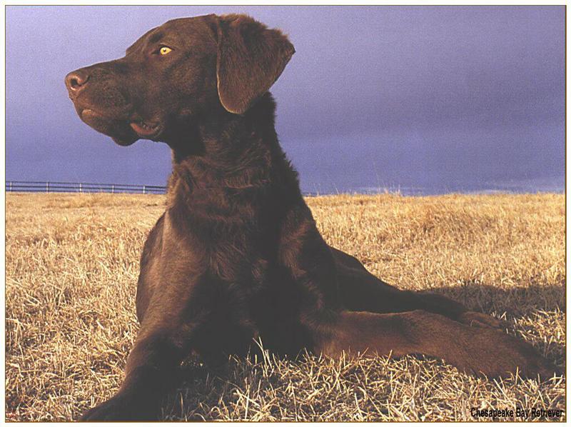 Dog - Chesapeake Bay Retriever (Canis lupus familiaris); DISPLAY FULL IMAGE.