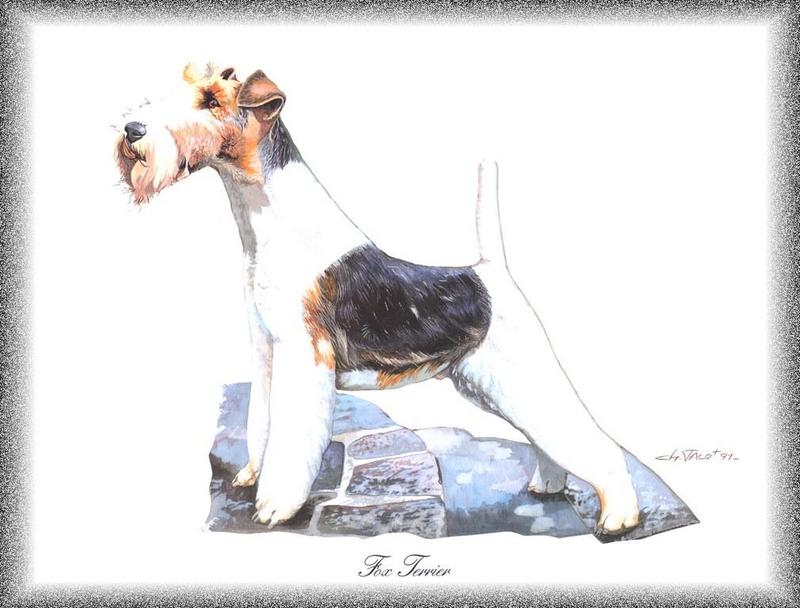 Dog - Fox Terrier (Canis lupus familiaris); DISPLAY FULL IMAGE.