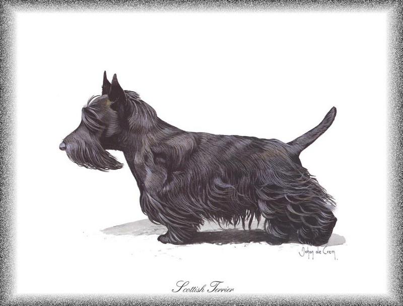 Dog - Scottish Terrier (Canis lupus familiaris); DISPLAY FULL IMAGE.