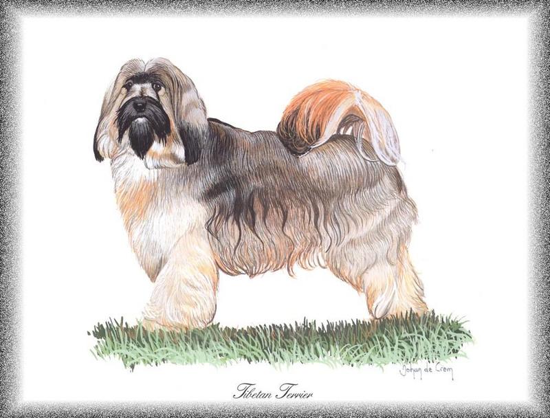 Dog - Tibetan Terrier (Canis lupus familiaris); DISPLAY FULL IMAGE.