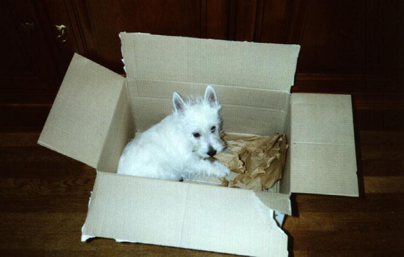 Dog - West Highland White Terrier (Canis lupus familiaris); DISPLAY FULL IMAGE.