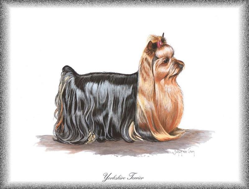 Dog - Yorkshire Terrier (Canis lupus familiaris); DISPLAY FULL IMAGE.