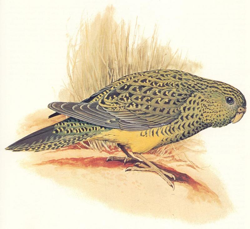 Night Parrot (Pezoporus occidentalis) {!--밤앵무-->; DISPLAY FULL IMAGE.